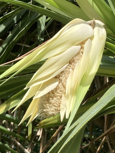 Pandanus tectorius (Coastal Pandanus) — photo