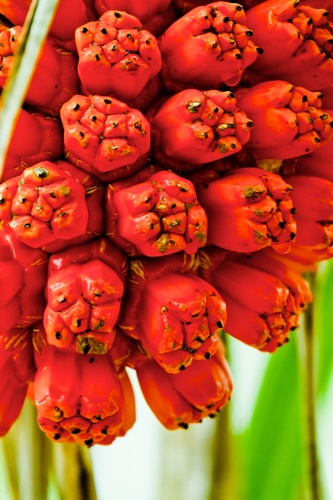 Pandanus tectorius (Coastal Pandanus) — photo