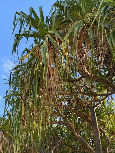 Pandanus tectorius