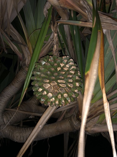 Pandanus utilis (Common screw pine) — photo