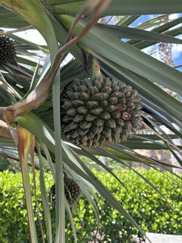 Pandanus utilis (Common screw pine) — photo