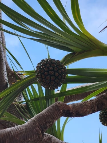Pandanus utilis