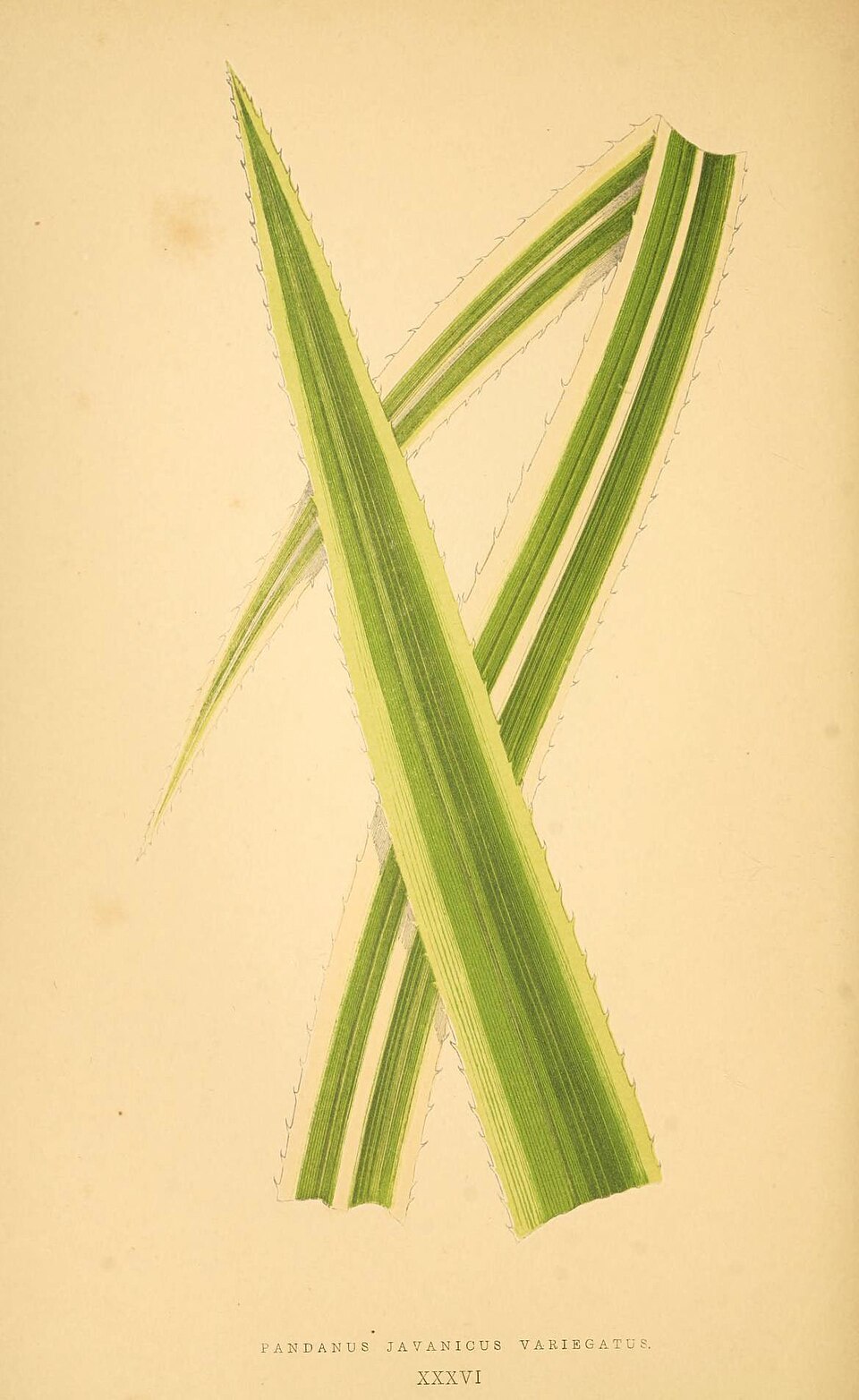 Pandanus whitmeeanus (Samoan pandanus) — photo