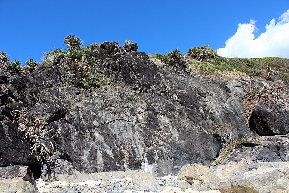 Pandanus whitmeeanus