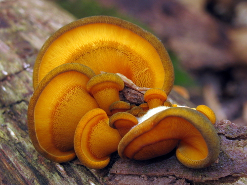 Panellus serotinus (Green oyster) — photo