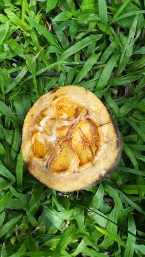 Pangium edule (Sis) — photo
