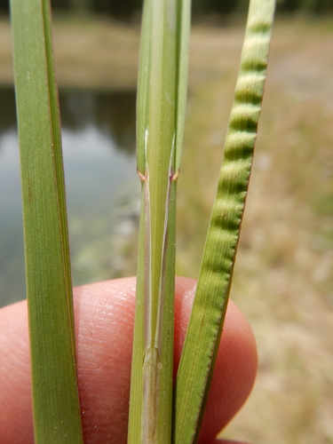 Panicularia fluitans — photo