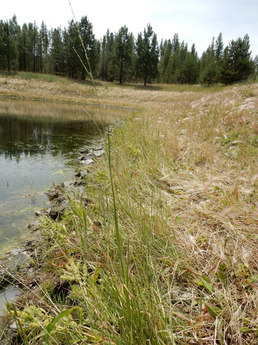 Panicularia fluitans