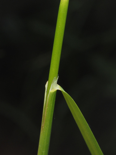 Panicularia nervata — photo