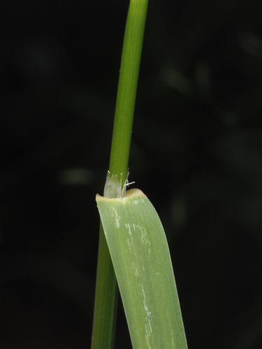 Panicularia nervata — photo