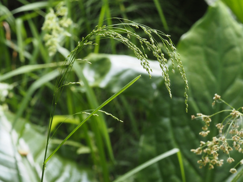 Panicularia nervata