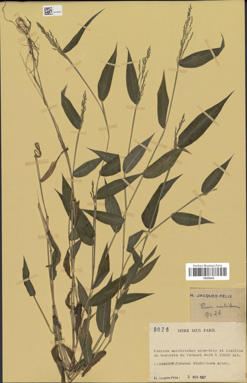Panicum acrotrichum