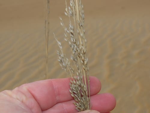 Panicum amarum — photo