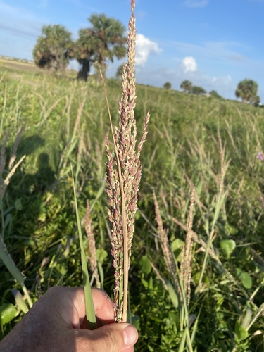 Panicum amarum