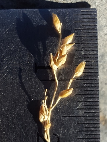 Panicum antidotale (Blue Panic Grass) — photo