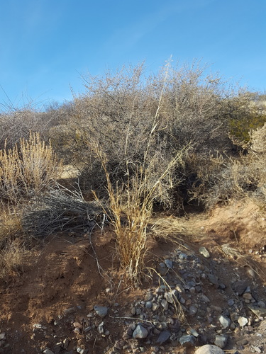 Panicum antidotale (Blue Panic Grass) — photo