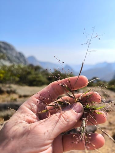 Panicum atrosanguineum (Blood grass) — photo