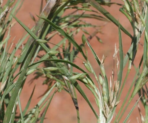 Panicum australiense (Australian panic) — photo