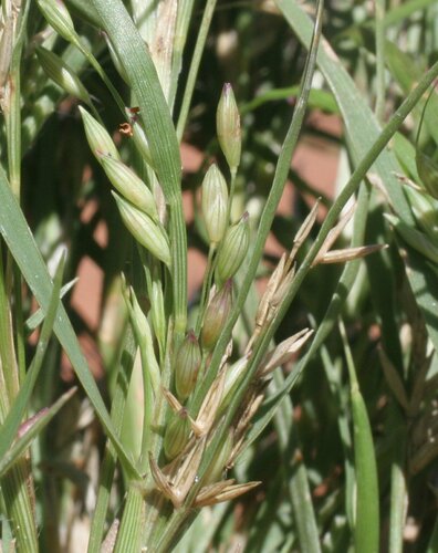 Panicum australiense
