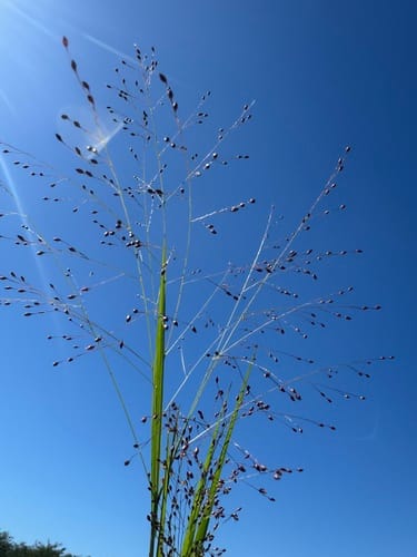 Panicum bergii (Burgu) — photo
