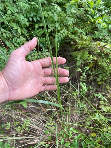 Panicum bergii