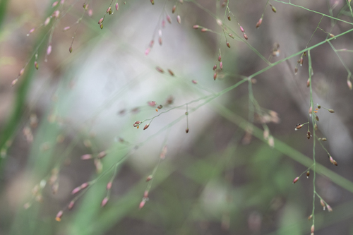 Panicum bulbosum (Buln panic grass) — photo