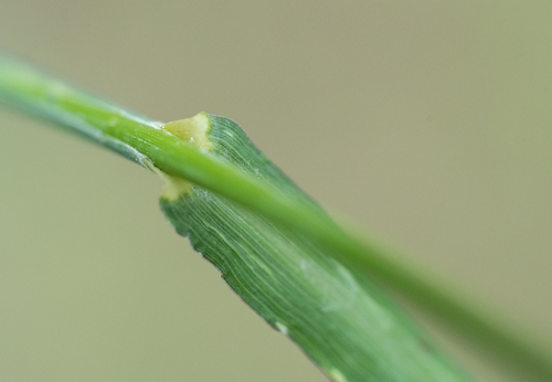 Panicum bulbosum (Buln panic grass) — photo