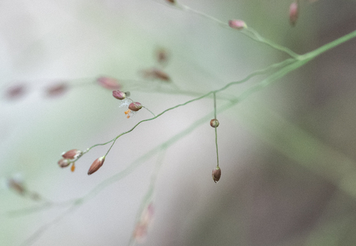 Panicum bulbosum