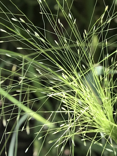 Panicum capillare (Witch Grass) — photo