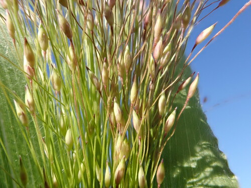 Panicum capillare (Witch Grass) — photo