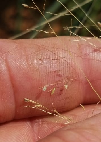 Panicum coloratum (Klein grass) — photo