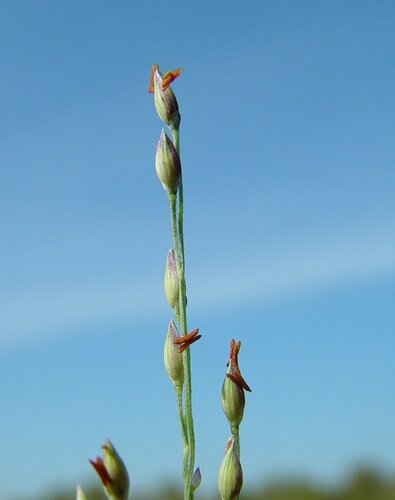 Panicum decompositum (Australian millet) — photo