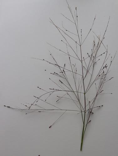 Panicum decompositum (Australian millet) — photo