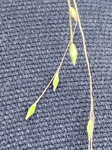Panicum decompositum