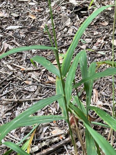 Panicum deustum — photo