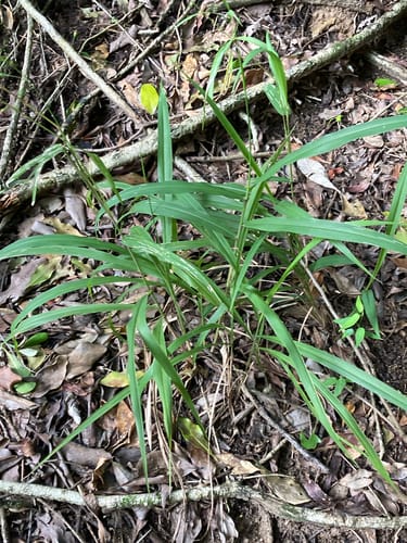 Panicum deustum — photo