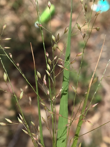 Panicum effusum (Hairy panic grass) — photo