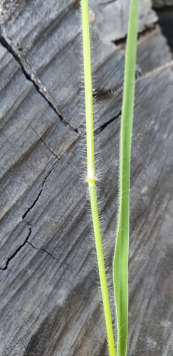 Panicum effusum (Hairy panic grass) — photo