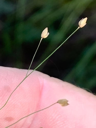 Panicum effusum