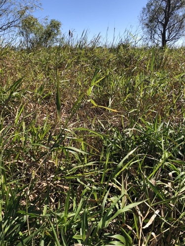 Panicum hemitomon (Pifine grass) — photo