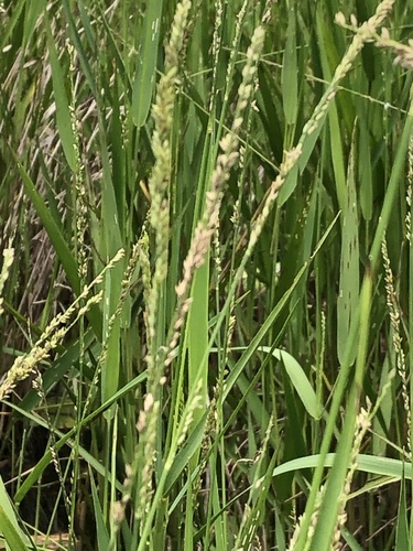 Panicum hemitomon (Pifine grass) — photo