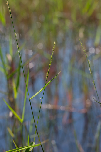 Panicum hemitomon