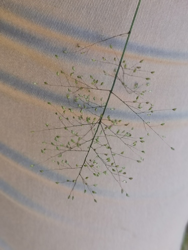 Panicum heterostachyum (Heartleaf grass) — photo