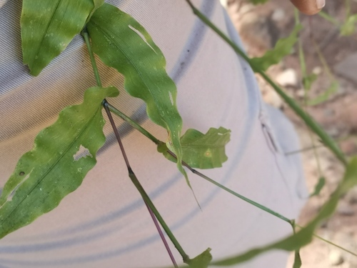 Panicum heterostachyum (Heartleaf grass) — photo