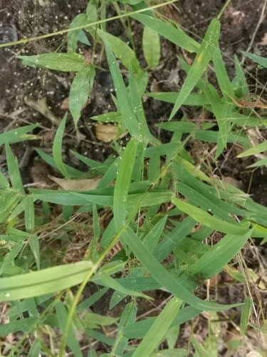 Panicum heterostachyum