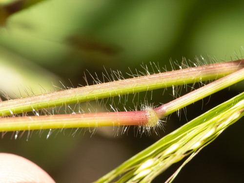 Panicum hirticaule (Sowi millet) — photo