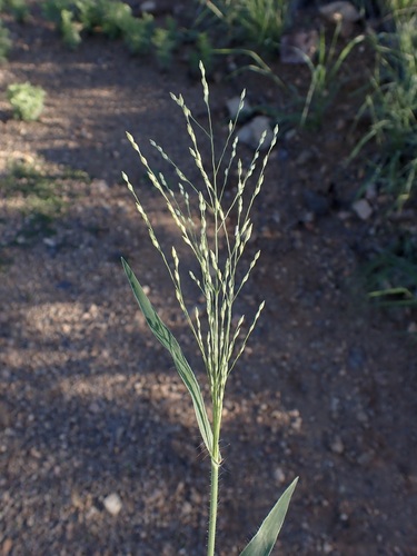 Panicum hirticaule