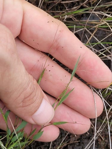 Panicum hirtum — photo