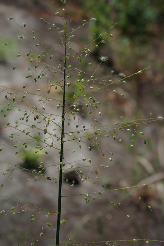 Panicum hirtum