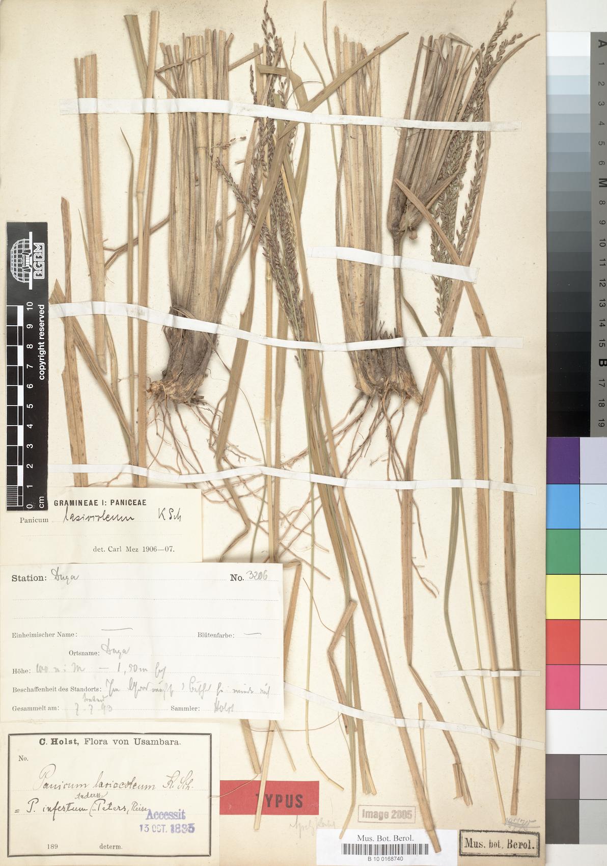 Panicum infestum